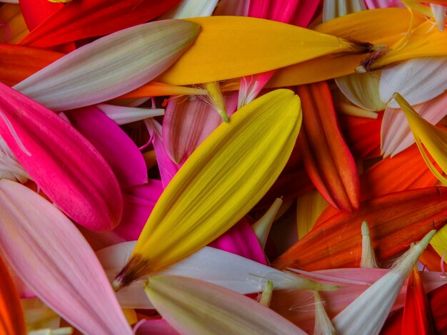 Pétalos de flores de gerbera de colores