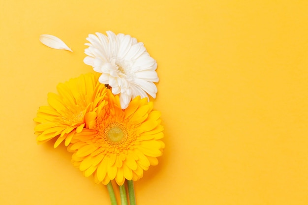 Pétalos y flores de gerbera de colores