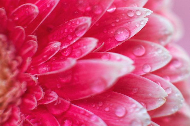 Pétalos de flores de gerbera rosa con gotas de agua macro en flor hermoso fondo abstracto