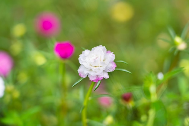 Pétalos de flores multicolores apilados en capas de colores de fondo borroso