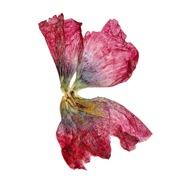 Foto pétalos y flores de perspectiva de tulipán