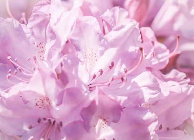 Pétalos de flores de rododendro rosa Fondo floral