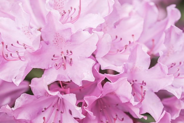 Pétalos de flores de rododendro rosa Fondo floral