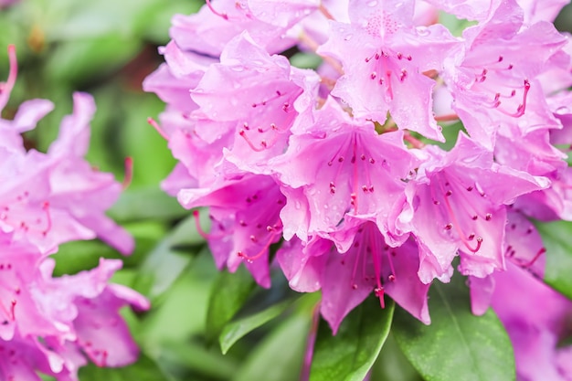 Pétalos de flores de rododendro rosa con gotas de rocío Fondo floral