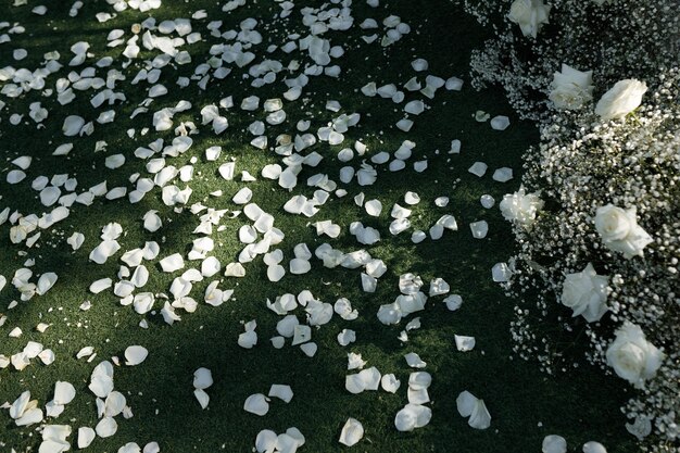 Pétalos y flores de rosas blancas esparcidas en una superficie verde bajo la luz solar manchada