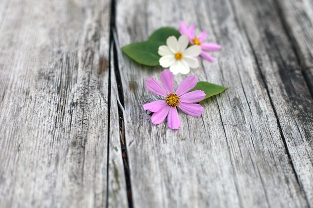 Pétalos de flores rosas cosmos sobre una mesa de madera capitulum suave y borroso con un anillo de floretes radiales anchos