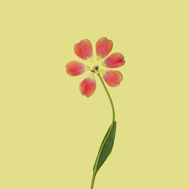 Los pétalos de las flores de tulipán dispuestos en círculo Concepto mínimo Flat Lay