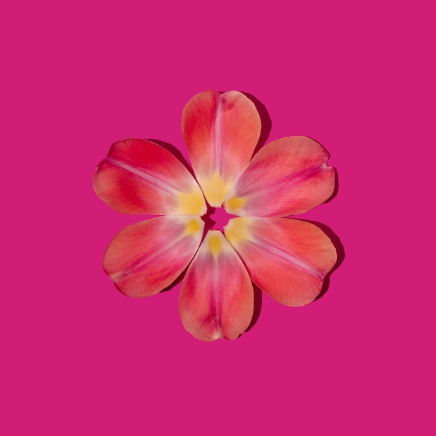 Foto los pétalos de las flores de tulipán dispuestos en círculo sobre un fondo rosado concepto mínimo flat lay