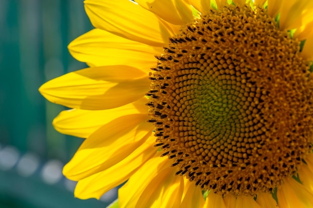 Pétalos de girasol brillantes en la fotografía macro de la luz del sol en verano