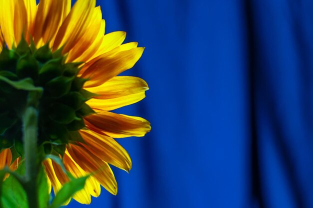 Pétalos de girasol brillantes sobre un fondo azul Foto de la parte de atrás del girasol