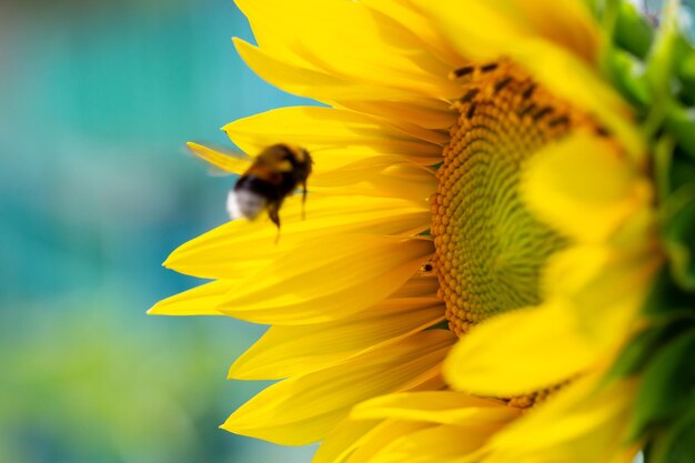 Pétalos de girasol florecientes brillantes en la fotografía macro de la luz del sol en verano.