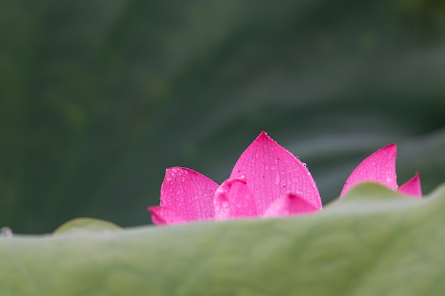 Pétalos de loto rosa Cu en hojas de loto verde