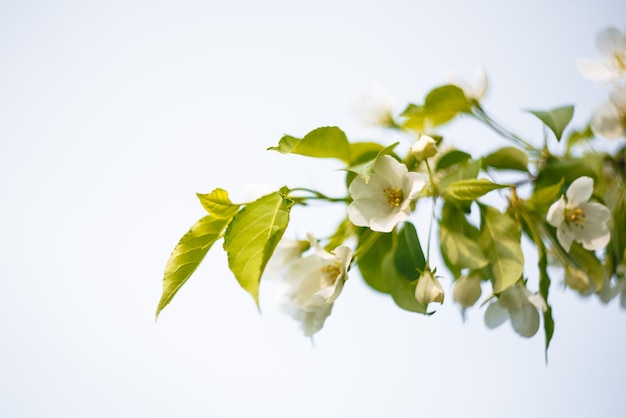 Pétalos de un manzano en flor contra el cielo