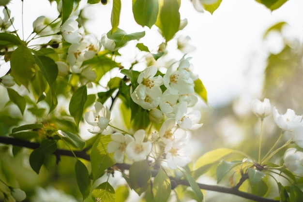 Pétalos de un manzano en flor contra el cielo