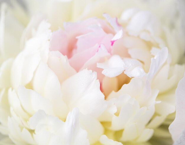 Pétalos de peonía rosa blanca pálida, fondo romántico abstracto, pastel y tarjeta de flores suaves