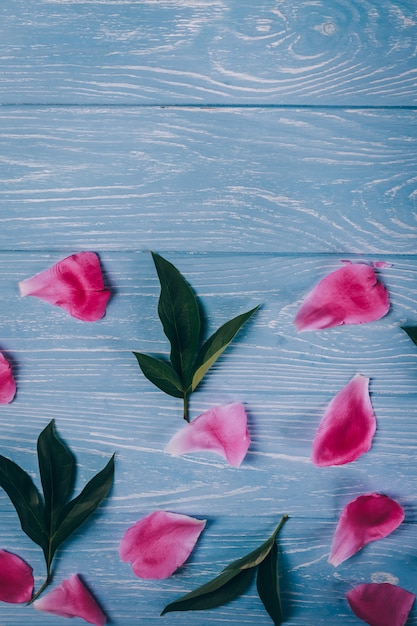 Pétalos de peonía rosa y verde sobre un fondo azul.