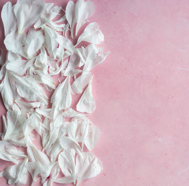 Foto pétalos de peonías blancas sobre fondo rosa. fondo de pantalla.