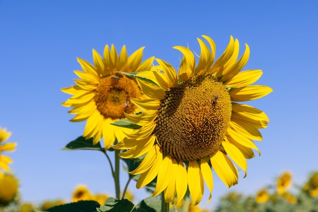 Foto pétalos de pestañas de girasol frente a frente abeja en flores campo amarillo brillante joven