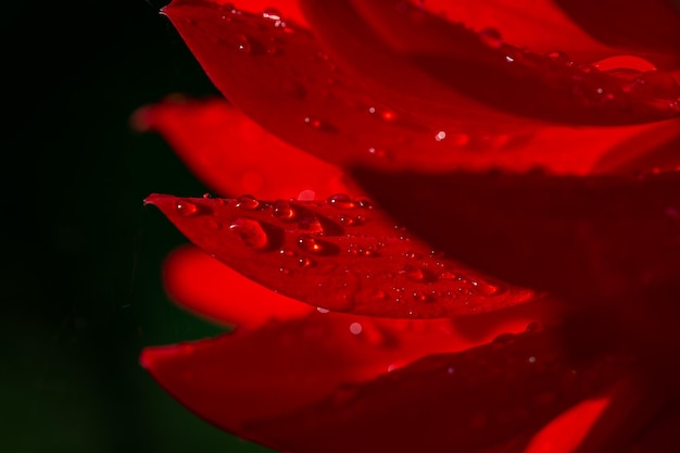 Pétalos rojos con fondo de gotas de lluvia Fotografía macro de dalia mojada roja oscura
