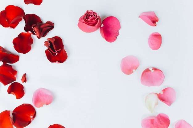 Pétalos rojos de rosas sobre fondo blanco.