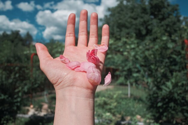 Foto pétalos de rosa en la mano