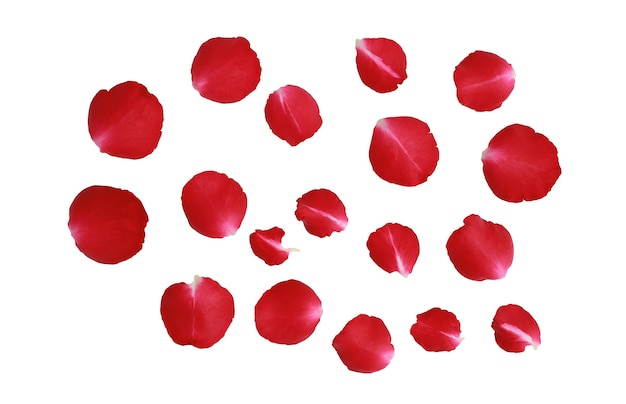 Foto pétalos de rosa roja aislado sobre fondo blanco.