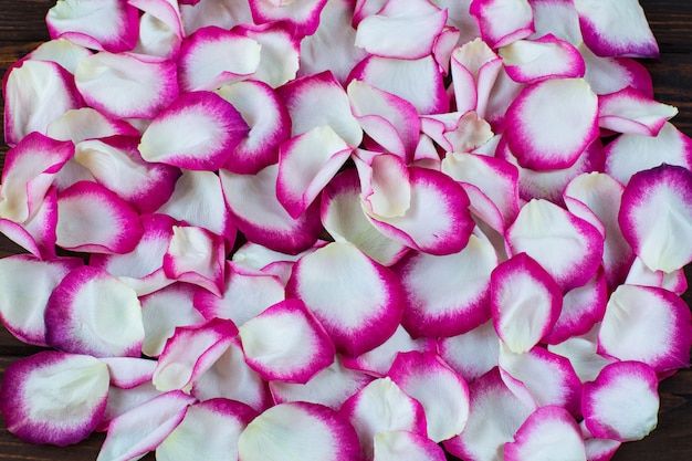 pétalos de rosa rosa y blanco