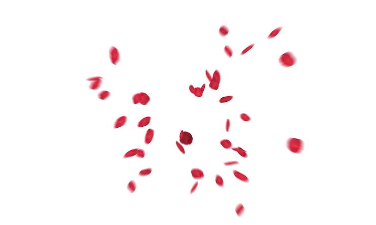 Foto pétalos de rosa rosa frescos volando sobre fondo blanco