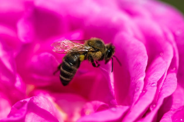 Pétalos de rosa rosa con gotas de agua y abeja. Tiro macro