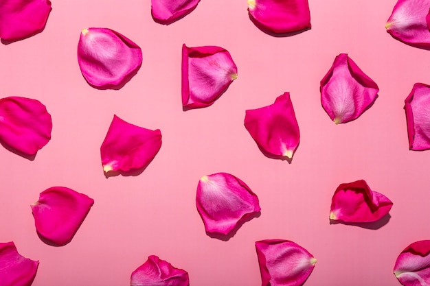 Foto pétalos de rosa rosa sobre un fondo rosa fondo romántico con pétalos de flores