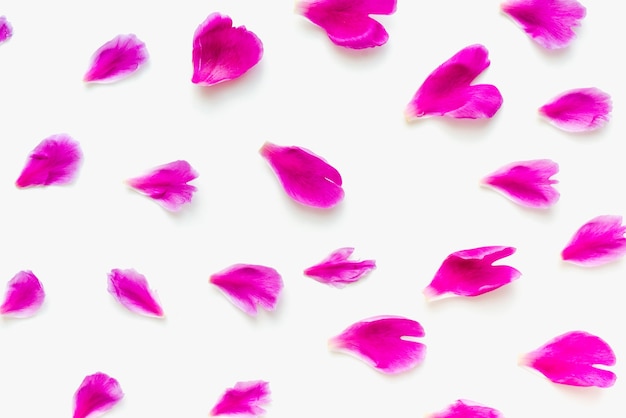 pétalos de rosa sobre un fondo blanco pétalos sobre un fondo blanco fondo de color