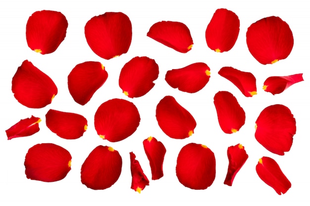 Pétalos de rosas rojas aisladas sobre fondo blanco.