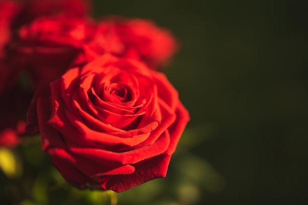 Los pétalos de rosas rojas florecen a la izquierda con colores vívidos