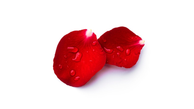 Pétalos de rosas rojas con gotas de agua aisladas sobre una superficie blanca