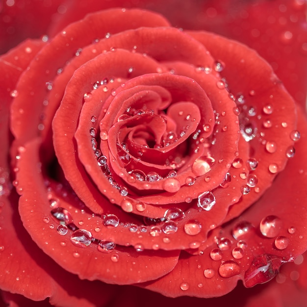 Pétalos de rosas rojas con gotas de lluvia de cerca. Rosa roja.