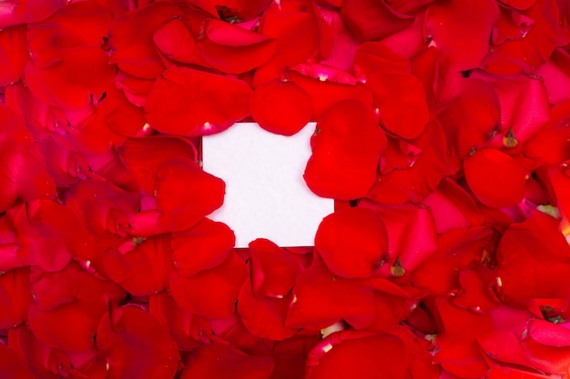 Foto pétalos de rosas rojas y hoja blanca para texto.