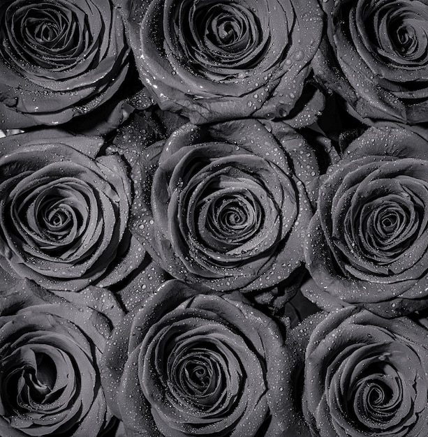 Pétalos de rosas rojas Ramo de flores rosas rojas frescas primer plano macro de una rosa roja Tienda de flores Blanco y negro