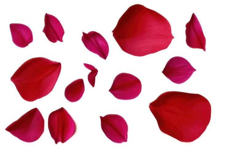 Foto pétalos de rosas rojas sobre fondo blanco