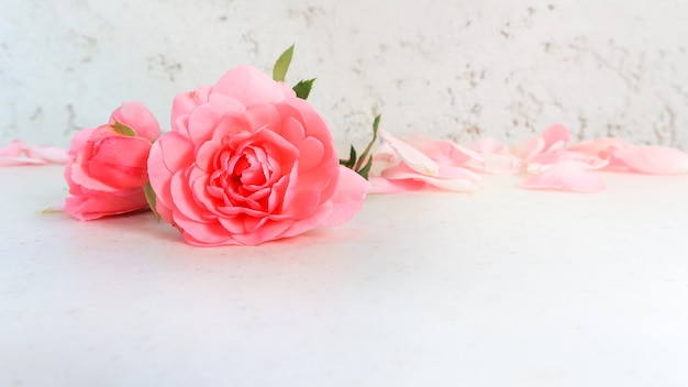 Pétalos de rosas y rosas sobre fondo blanco perfecto para tarjetas de felicitación de fondo e invitaciones de
