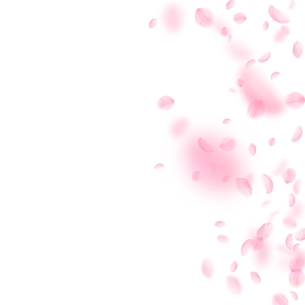 Pétalos de Sakura cayendo Gradiente de flores rosadas románticas Pétalos voladores sobre fondo cuadrado blanco Concepto de romance de amor Invitación de boda real