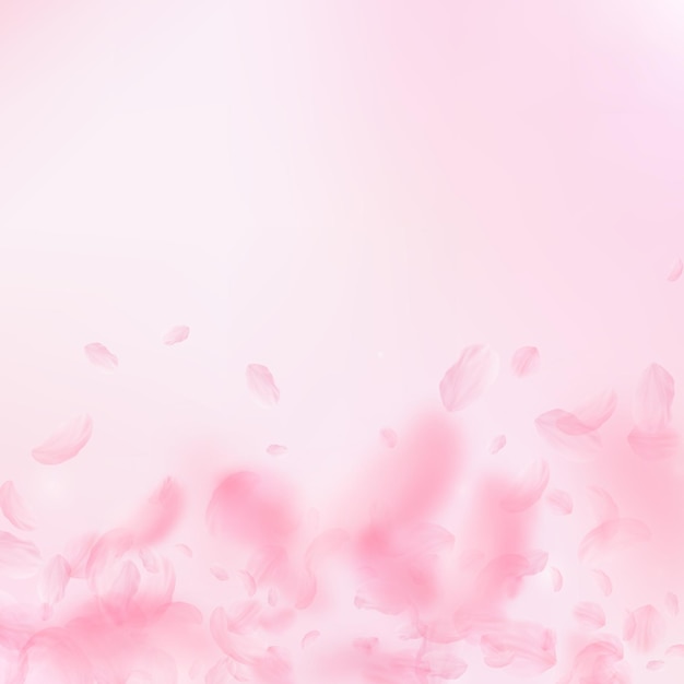 Pétalos de Sakura cayendo Gradiente de flores rosadas románticas Pétalos voladores sobre fondo cuadrado rosa Concepto de romance de amor Invitación de boda inusual