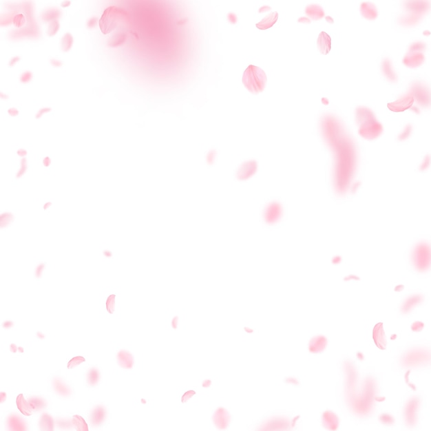 Pétalos de Sakura cayendo Viñeta de flores rosadas románticas Pétalos voladores sobre fondo cuadrado blanco Concepto de romance de amor Obtener invitación de boda