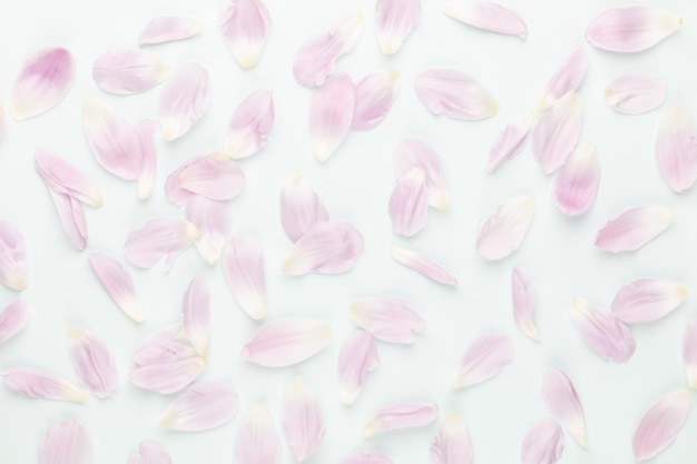 Foto pétalos de tulipán rosa sobre fondo pastel