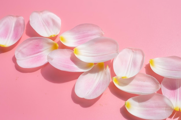 Pétalos de tulipán sobre fondo rosa