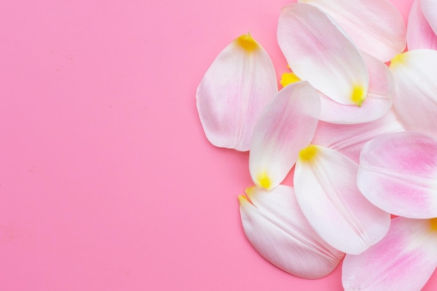 Pétalos de tulipán sobre fondo rosa