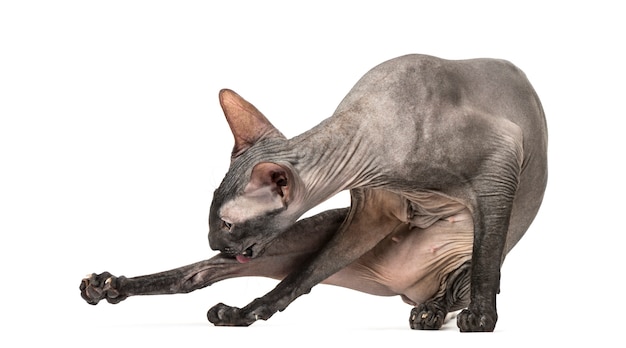 Peterbald limpiarse en una posición divertida, gato desnudo, aislado en blanco