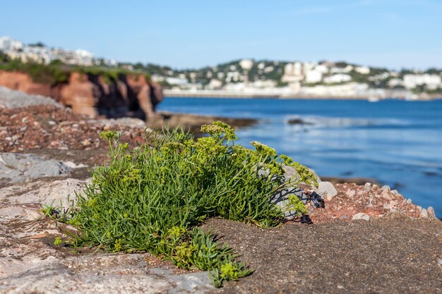 Peters berro (Crithmum maritimum) creciendo en los acantilados de Broadsands Devon