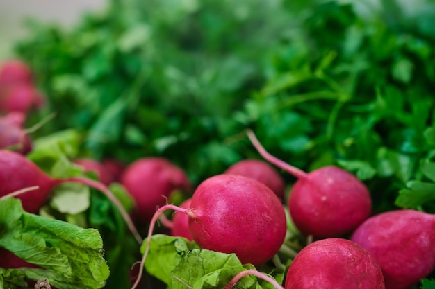 Petersilie und Rettich unter Nebelsystem, um Gemüse frisch zu halten Selektiver Fokus unscharfer Hintergrund Werbung für frische Lebensmittel und Frischhaltesysteme