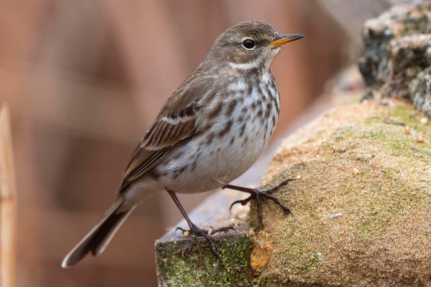 Petinha de água (Anthus spinoletta) Toledo, Espanha