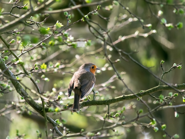 Petirrojo (Erithacus rubecula) encaramado en un árbol